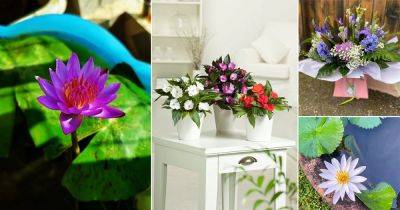 4 Beautiful July Birth Flowers and Their Meanings - balconygardenweb.com - Greece