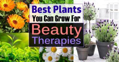 Plants That You Can Grow For Beauty Therapies - balconygardenweb.com