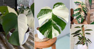 10 Best Monstera Albo Varieties You Must Grow - balconygardenweb.com - Japan