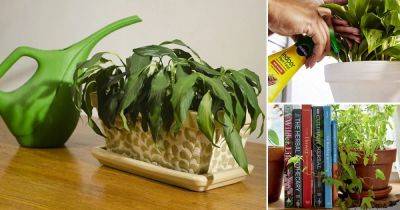 Your Favorite Indoor Plant Dying? 15 Houseplant Problems That Kill Houseplants - balconygardenweb.com
