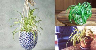 7 Spider Plant Benefits (Scientifically Proven) - balconygardenweb.com