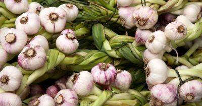How to Grow Garlic in Containers - gardenerspath.com - India - Italy - state Alaska