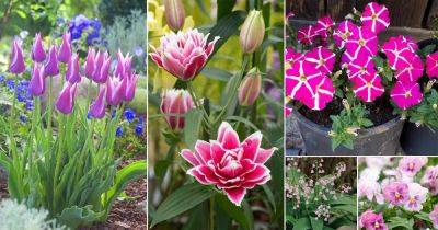 27 Best Pink and White Flowers to Grow - balconygardenweb.com