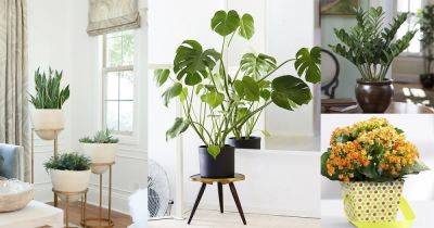 19 Best Low Maintenance Houseplants - balconygardenweb.com