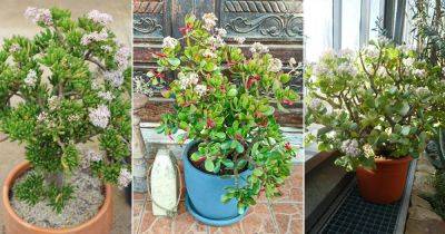 11 Different Types of Jade Plants that Flower - balconygardenweb.com