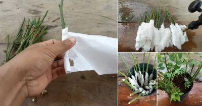 Grow Roses from Cuttings with this Toilet Paper Hack - balconygardenweb.com