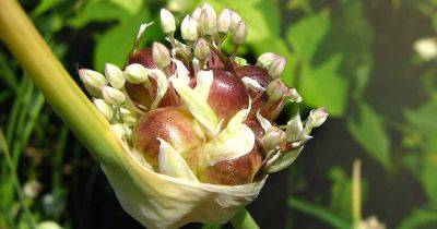 How to Propagate Garlic from Bulbils - gardenerspath.com