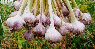 How to Plant and Grow Garlic | Gardener's Path - gardenerspath.com