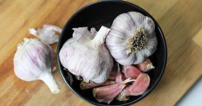 How to Plant and Grow Persian Star Garlic - gardenerspath.com - Usa - Iran