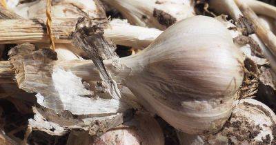 Tips for Growing German White Garlic - gardenerspath.com - Germany