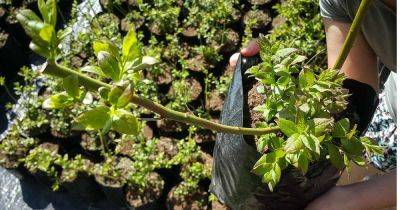 How to Transplant Blueberry Bushes - gardenerspath.com