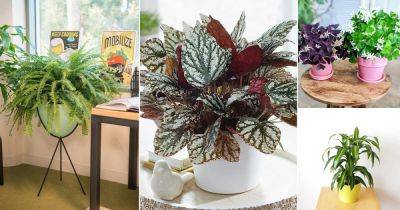 26 Best Office Desk Plants That Don't Need Space - balconygardenweb.com