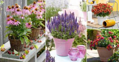 9 Summer Flowers that Never Stop Blooming - balconygardenweb.com