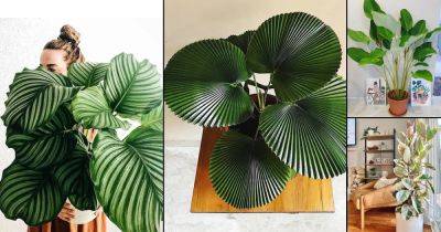 13 Stylish Houseplants with Big Leaves - balconygardenweb.com