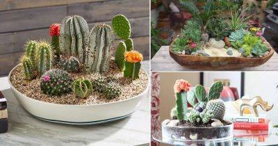 14 DIY Cactus Dish Garden Ideas - balconygardenweb.com - Mexico