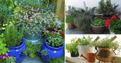 12 Essential Container Herb Garden Tips: Growing Herbs In Pots - balconygardenweb.com