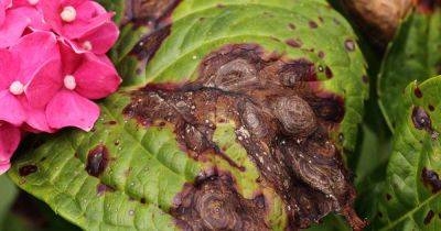How to Identify and Treat Anthracnose on Hydrangeas - gardenerspath.com
