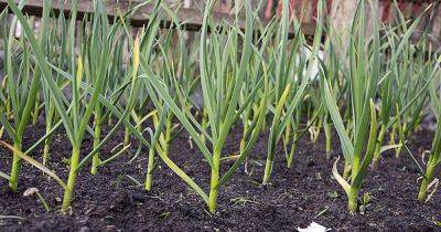 10 Garlic Varieties to Grow at Home - gardenerspath.com