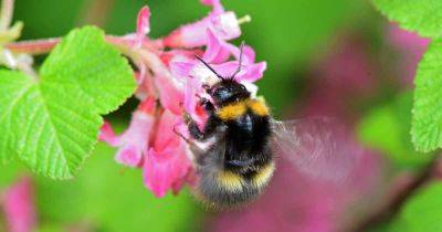 Ground and Wood Nesting Bees: Learn to Identify Common Backyard Species | Gardener's Path - gardenerspath.com - Usa
