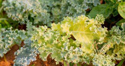 How to Manage Kale With Leaves that are Yellowing and Thinning - gardenerspath.com