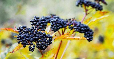 How to Grow Elderberry in Pots and Containers - gardenerspath.com