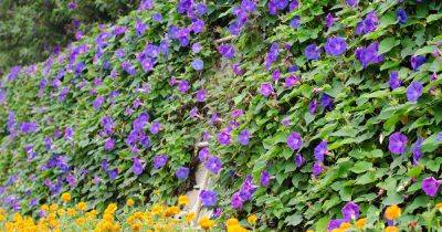 How and When to Prune Morning Glory Vines - gardenerspath.com