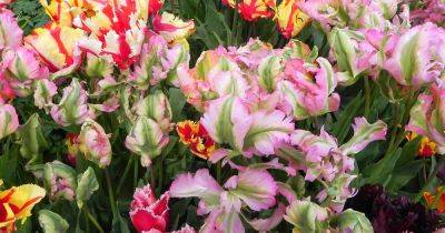 How to Grow and Care for Parrot Tulips in the Spring Garden - gardenerspath.com