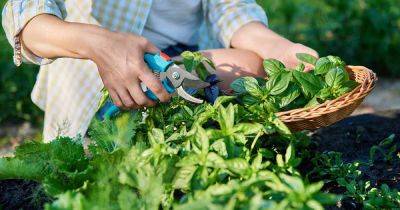 How to Dry Homegrown Basil | Gardener's Path - gardenerspath.com