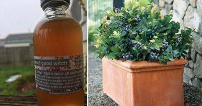 10 Incredible Apple Cider Vinegar Uses in Garden - balconygardenweb.com
