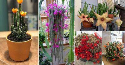39 Best Flowering Cactus Plants - balconygardenweb.com - Mexico
