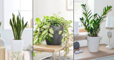 10 Indoor Plants that Absorb CO2 at Night - balconygardenweb.com - Thailand - city Sansevieria