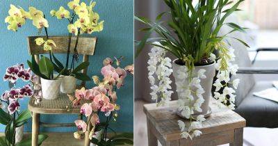 How to Get Orchids to Rebloom? - balconygardenweb.com