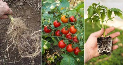 How Deep Do Tomato Roots Grow - balconygardenweb.com