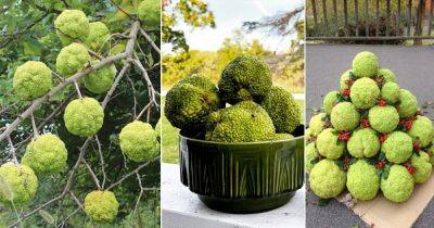 What is a Hedge Apple | Are Hedge Apples Edible - balconygardenweb.com - Ireland