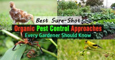 Best Organic Pest Control Approaches Every Gardener Should Know - balconygardenweb.com
