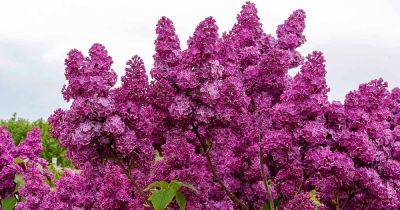 How to Grow and Care for Lilacs - gardenerspath.com - Britain - France