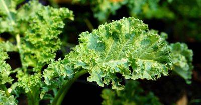 How to Keep Kale from Wilting in the Garden | Gadener's Path - gardenerspath.com - state Texas