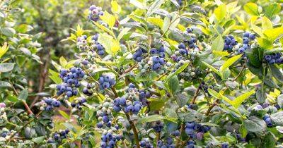 How to Grow and Care for Blueberry Bushes - gardenerspath.com - Usa - Canada - state Florida