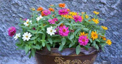 How to Grow Zinnias in Containers - gardenerspath.com