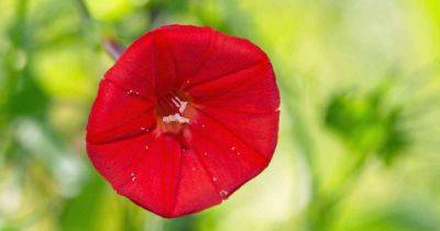 Grow Cardinal Climber (Ipomoea sloteri) for Spring to Frost Color - gardenerspath.com