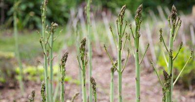 How Are Male & Female Asparagus Plants Different? | Gardener's Path - gardenerspath.com