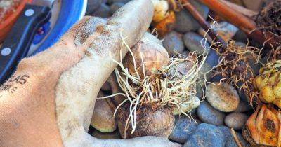 How to Propagate Bulbs at Home for Gorgeous Blooms - gardenerspath.com