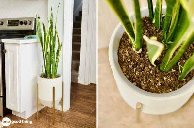 Snake Plants: Varieties, Care Tips & More - onegoodthingbyjillee.com - city Sansevieria