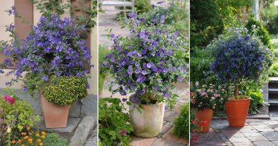 How to Grow Solanum Rantonnetii | Growing Blue Potato Bush - balconygardenweb.com - Brazil - Argentina - Bolivia