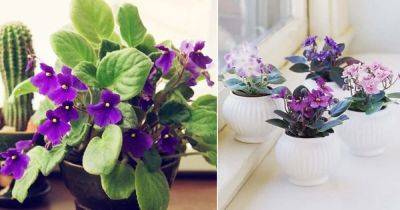 Growing African Violet Indoors | African Violet Plant Care - balconygardenweb.com - Iran