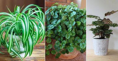 28 Low Light Indoor Plants Safe for Cats and Dogs - balconygardenweb.com - city Boston