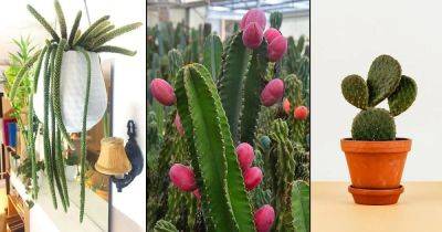 11 Popular Types of Cactus You Can Easily Grow - balconygardenweb.com - Brazil - Argentina - Bolivia