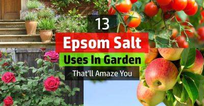 20 Epsom Salt Uses In Garden That'll Amaze You - balconygardenweb.com