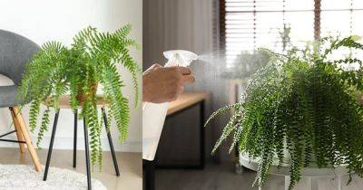 How to Keep your Ferns Lush and Beautiful - balconygardenweb.com