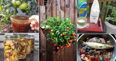 19 of the Best Homemade Fertilizers for Tomatoes - balconygardenweb.com